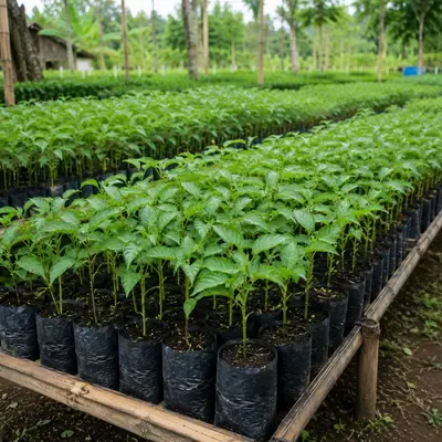 Bibit Cabai Alip Sihmanto - foto