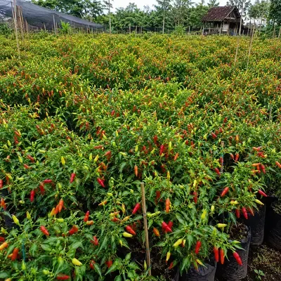 Bibit Cabai Alip Sihmanto - foto