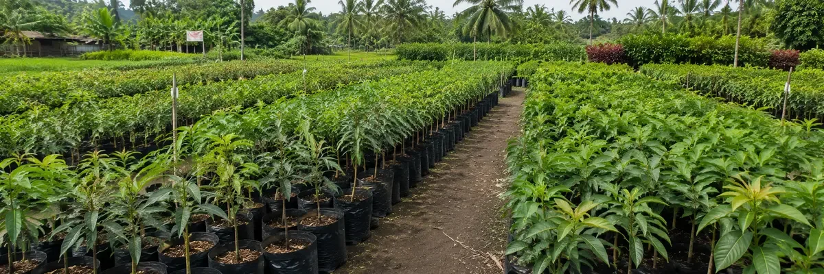 Bibit Tanaman Buah Terdekat