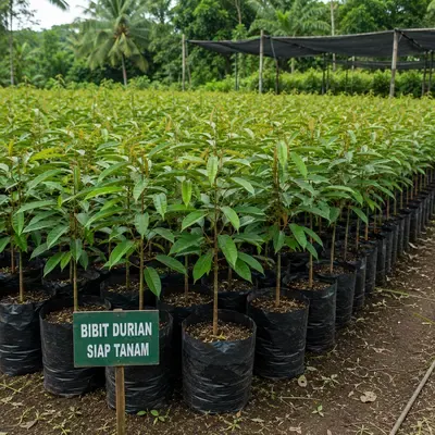 Bibit Tanaman Buah Terdekat - foto