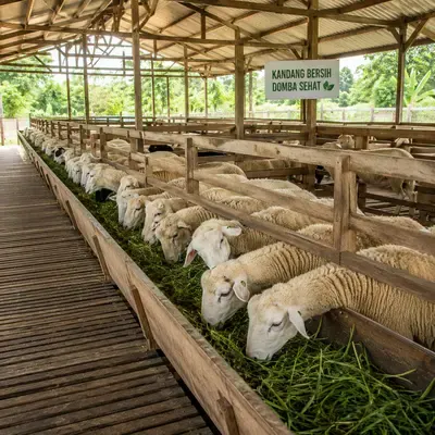 Dombaku - foto