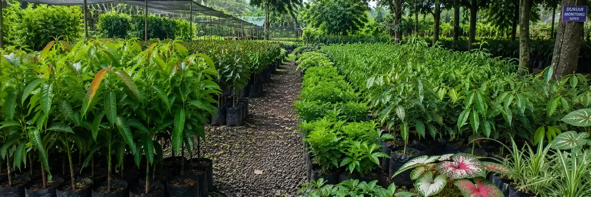 Khanza Bibit
