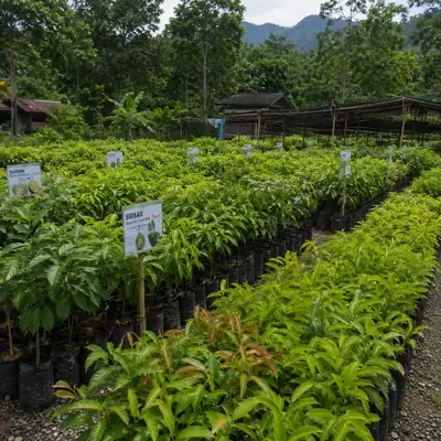 PRIMATANI BIBIT - foto