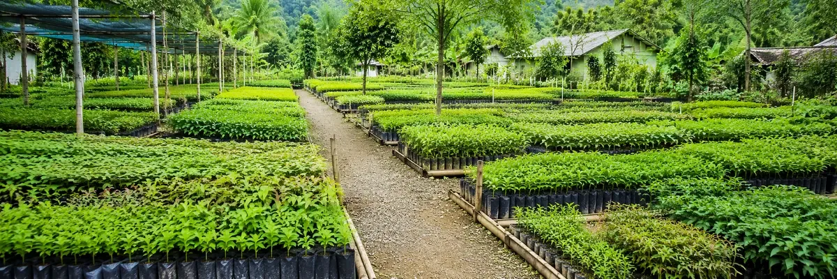 Samuji Bibit